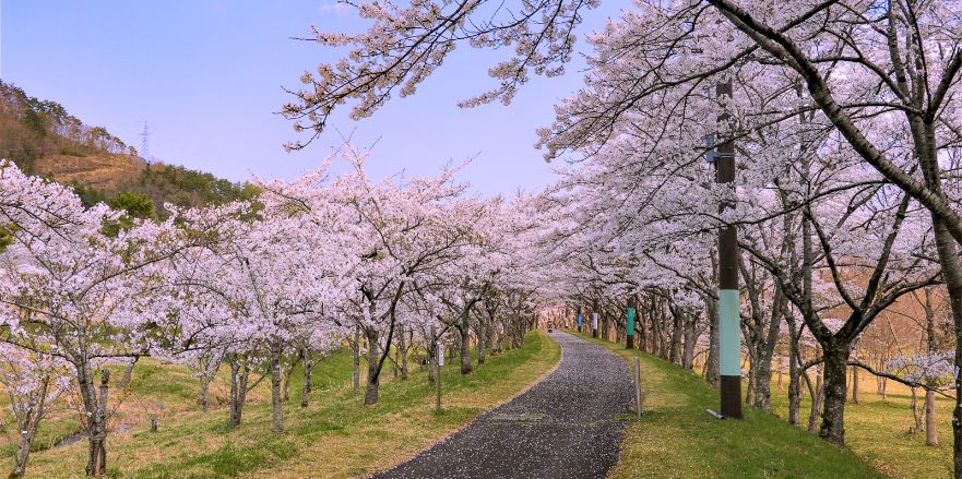 桜満開の隠れスポット「七ヶ宿ダム自然休養公園」